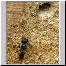 Crossocerus cf distinguendus - Grabwespe 01.jpg